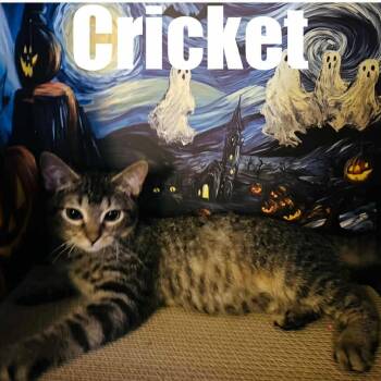 Rescue Domestic Short Hair Cats for Adoption in Richmond, Indiana - Cricket | PetCurious