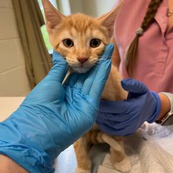 Domestic Short Hair Cats Available for Adoption in Charlottesville, Virginia - Oh My Cod | PetCurious
