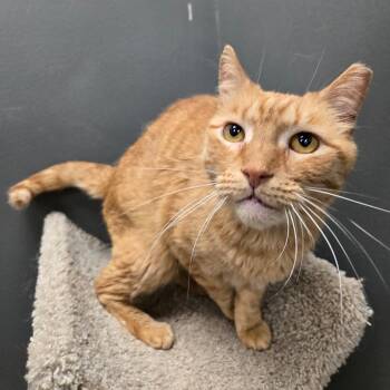Chuck -  Domestic Short Hair Cat for Adoption in Buffalo, New York - Chuck | PetCurious
