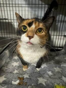 Domestic Short Hair Cats Available for Adoption in Lancaster, Pennsylvania - Gwen | PetCurious