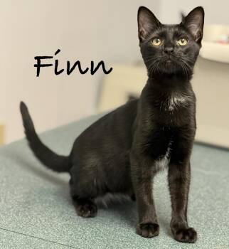 Finn -  Domestic Short Hair Cat for Adoption in Pawleys Island, South Carolina - Finn | PetCurious
