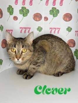 Clover -  Domestic Medium Hair and Domestic Short Hair Cat for Adoption in Morton Grove, Illinois - Clover | PetCurious