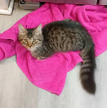 Motor - gentle & snuggly -  Maine Coon and Domestic Medium Hair Cat for Adoption in Hendersonville, Tennessee - Motor - Gentle & Snuggly | PetCurious