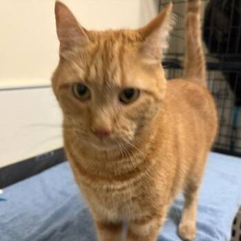 Piper -  Domestic Short Hair Cat for Adoption - Piper | PetCurious