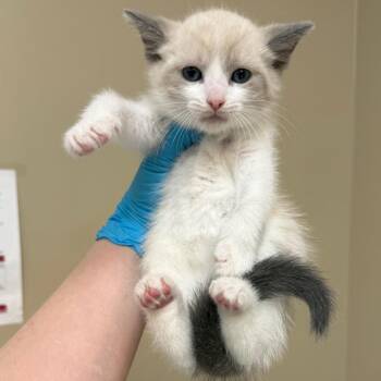 Anton -  Domestic Short Hair Cat for Adoption in Birmingham, Alabama - Anton | PetCurious