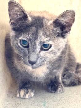 DoughLa -  American Bobtail Cat for Adoption in Douglasville, Georgia - DoughLa | PetCurious