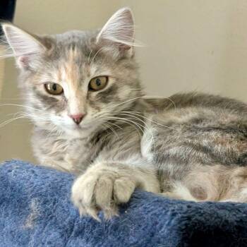 Dilute Tortoiseshell and Domestic Long Hair Cats Available for Adoption in Gladstone, Oregon - Lisa - Simpson Kitten | PetCurious