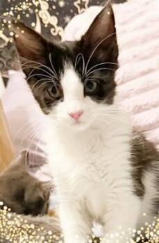 Bud J -  Domestic Long Hair Cat for Adoption in North Highlands, California - Bud J | PetCurious