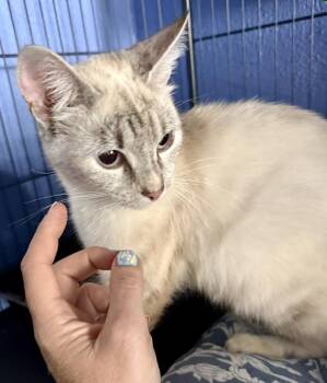 Ocean -  Domestic Short Hair Cat for Adoption in Scranton, Pennsylvania - Ocean | PetCurious