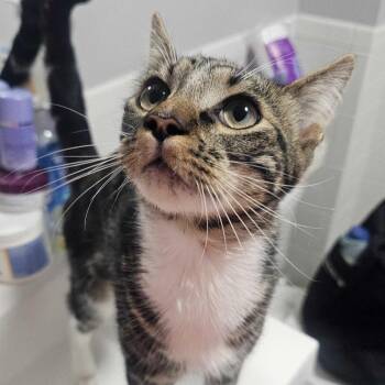 Titus -  Domestic Short Hair Cat for Adoption in Wakefield, Massachusetts - Titus | PetCurious