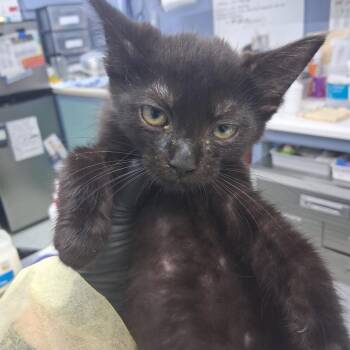 Lynn (L #5) -  Domestic Short Hair Cat for Adoption in Marble, North Carolina - Lynn (L #5) | PetCurious