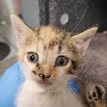 Pippa -  Domestic Short Hair Cat for Adoption in Greenville, South Carolina - Pippa | PetCurious