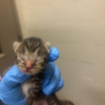 Blake -  Domestic Short Hair Cat for Adoption in Birmingham, Alabama - Blake | PetCurious