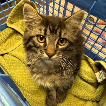 Alter-ego - Brave & Cute -  Domestic Long Hair Cat for Adoption in Flagstaff, Arizona - Alter-ego - Brave & Cute | PetCurious