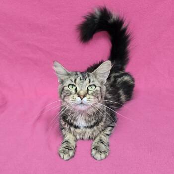 Chloe Anne -  Domestic Medium Hair Cat for Adoption in Frankfort, Indiana - Chloe Anne | PetCurious