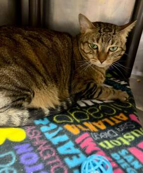 Garcelle -  Domestic Short Hair Cat for Adoption in Fort Lupton, Colorado - Garcelle | PetCurious