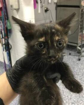 A1935950 -  Domestic Short Hair Cat for Adoption in Thousand Palms, California - A1935950 | PetCurious