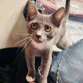 Rescue Domestic Short Hair Cats for Adoption in Ashland, Oregon - Lint | PetCurious
