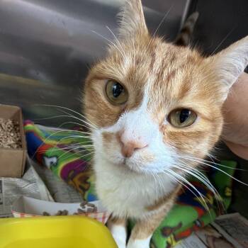 Ollie -  Domestic Short Hair Cat for Adoption in Summerlee, West Virginia - Ollie | PetCurious