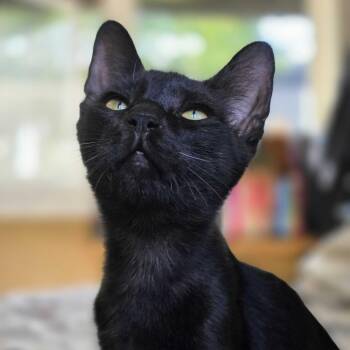 Nimbus -  Domestic Short Hair Cat for Adoption in Abbotsford, British Columbia - Nimbus | PetCurious