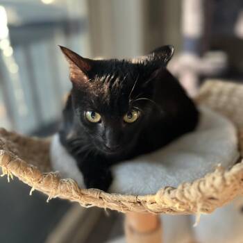 Mica -  Domestic Short Hair Cat for Adoption in Sunrise, Florida - Mica | PetCurious