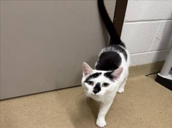Domestic Short Hair Cats Available for Adoption in Derwood, Maryland - FRAZIER | PetCurious