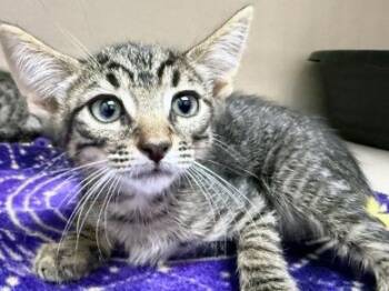 LUCA -  Tabby Cat for Adoption in San Clemente, California - LUCA | PetCurious