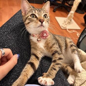 Dasiy -  Domestic Short Hair and Tabby Cat for Adoption in Coral Gables, Florida - Dasiy | PetCurious