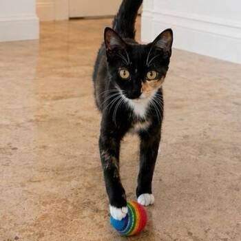 Indy -  Domestic Short Hair Cat for Adoption in Buffalo, New York - Indy | PetCurious