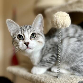 Rescue Domestic Short Hair Cats for Adoption in Guelph, Ontario - Annie | PetCurious