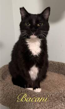 Bacani -  Domestic Short Hair Cat for Adoption in Longwood, Florida - Bacani | PetCurious