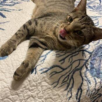Cleopatra -  Domestic Short Hair Cat for Adoption in Tampa, Florida - Cleopatra | PetCurious