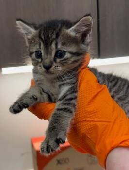 SIREN -  Domestic Short Hair Cat for Adoption in Baytown, Texas - SIREN | PetCurious