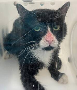 Fizzy Pop -  Domestic Short Hair Cat for Adoption - Fizzy Pop | PetCurious