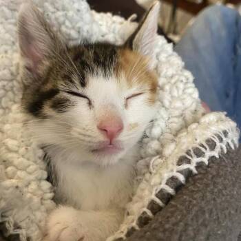 Calliope Knieriem -  Domestic Short Hair Cat for Adoption in Eagle Mountain, Utah - Calliope Knieriem | PetCurious