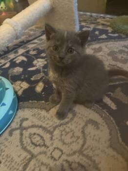 Tortoiseshell and Domestic Short Hair Cats Available for Adoption in Buford, Georgia - Nancy | PetCurious