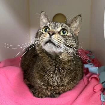 Domestic Short Hair Cats Available for Adoption - Dora | PetCurious