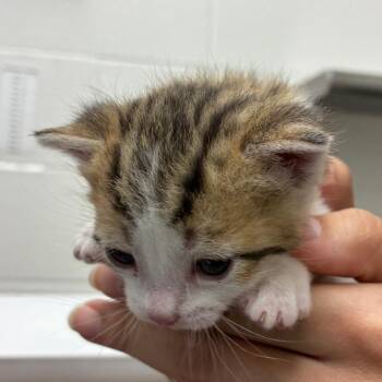 Aqua -  Domestic Short Hair Cat for Adoption in Corpus Christi, Texas - Aqua | PetCurious