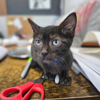 Speedy Gonzales -  Domestic Medium Hair Cat for Adoption in Monticello, Iowa - Speedy Gonzales | PetCurious