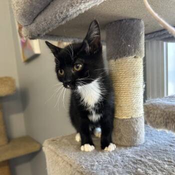 Domestic Medium Hair Cats Available for Adoption in Wappingers Falls, New York - Lychee | PetCurious