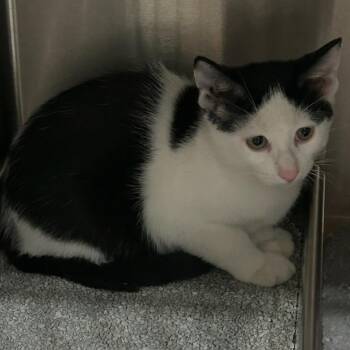 ACON-Stray-14673_2_3 -  Domestic Short Hair Cat for Adoption in Breese, Illinois - ACON-Stray-14673_2_3 | PetCurious