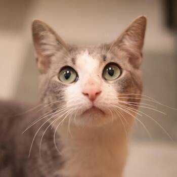 Zipper -  Domestic Short Hair Cat for Adoption in Philadelphia, Pennsylvania - Zipper | PetCurious