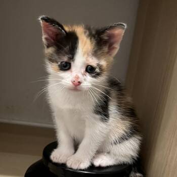 Lucy 19 -  Domestic Short Hair Cat for Adoption in Austin, Texas - Lucy 19 | PetCurious
