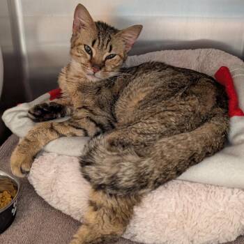 Moonstone -  Domestic Short Hair Cat for Adoption in Philadelphia, Pennsylvania - Moonstone | PetCurious