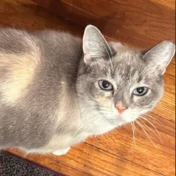 Blue Eyes -  Siamese Cat for Adoption in Gordonsville, Tennessee - Blue Eyes | PetCurious