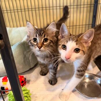 Taylor -  Domestic Short Hair Cat for Adoption in Saint Charles, Missouri - Taylor | PetCurious
