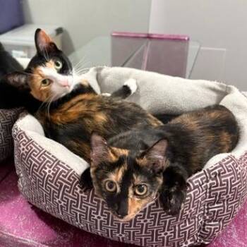Lola -  Domestic Short Hair Cat for Adoption in League City, Texas - Lola | PetCurious