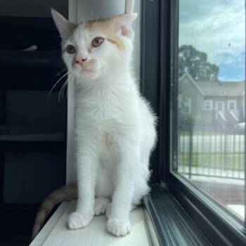 May -  Domestic Short Hair Cat for Adoption in Winston-salem, North Carolina - May | PetCurious