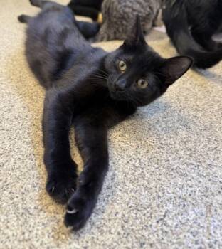 Rescue Domestic Short Hair Cats for Adoption in Harbor Springs, Michigan - Beta | PetCurious