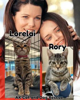 Rory -  Domestic Short Hair Cat for Adoption in Wasilla, Alaska - Rory | PetCurious